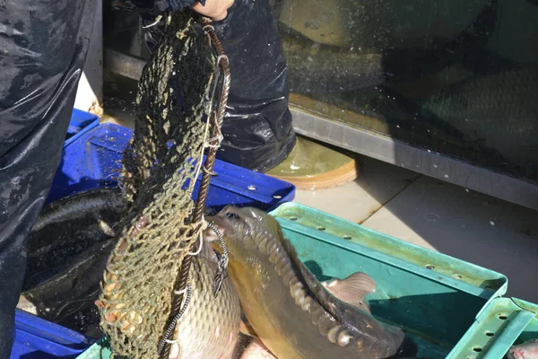 stock image Seller move fishes from the aquarium to the plastic crate, with a fish net