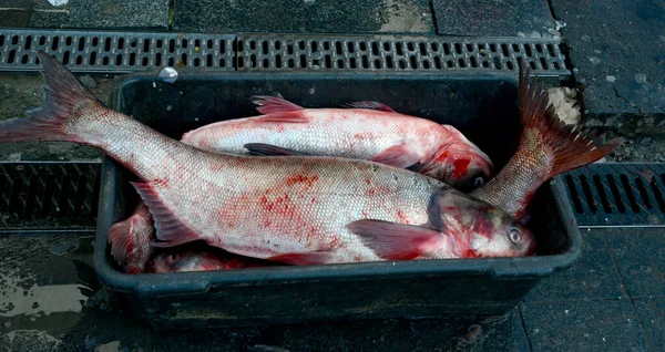 鱼类市场上塑料板条箱中的各种鱼类 — 图库照片