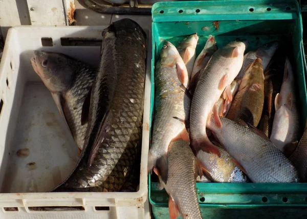 Various fishes in the plastic crates on the fish market
