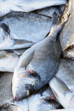 Yaygın bir denteks - balık pazarında balıkçı avı