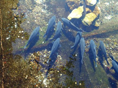 Balık havuzunun dibinde birkaç alabalık var. Etrafı biraz bozuk parayla çevrili.