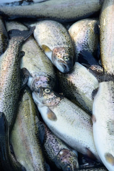 stock image Salmon - a catch of fishermen on a fish market