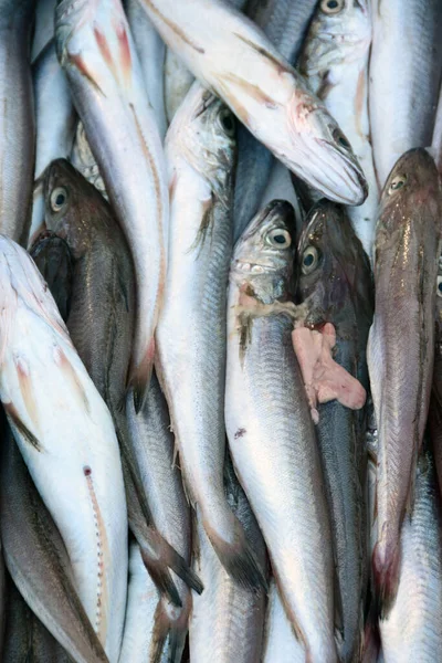 Szardínia Halászok Fogása Halpiacon — Stock Fotó