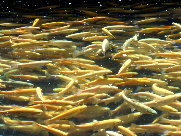 Sekelompok Besar Ikan Trout Fishpound — Stok Foto