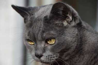 Gri sevimli bir kedinin portresi.
