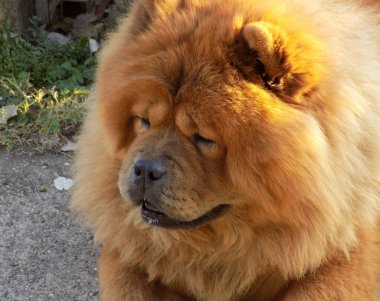 chow chow köpeğin portresi