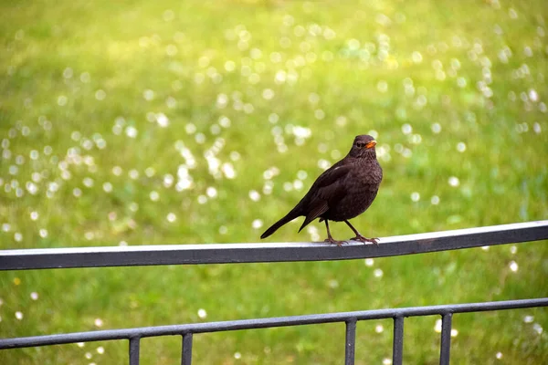 Blackbird Στο Μεταλλικό Φράχτη — Φωτογραφία Αρχείου