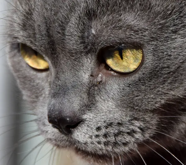 Portré Egy Imádnivaló Szürke Macskáról — Stock Fotó
