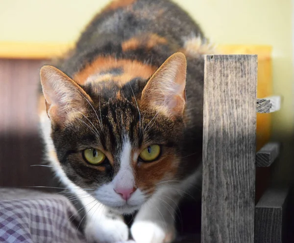 Retrato Adorable Gato Multicolor —  Fotos de Stock
