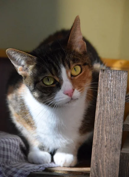 Retrato Adorable Gato Multicolor — Foto de Stock