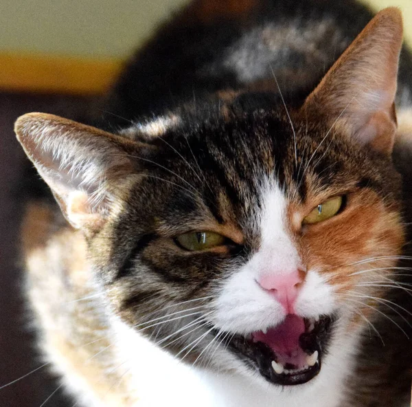 Retrato Adorable Gato Multicolor —  Fotos de Stock