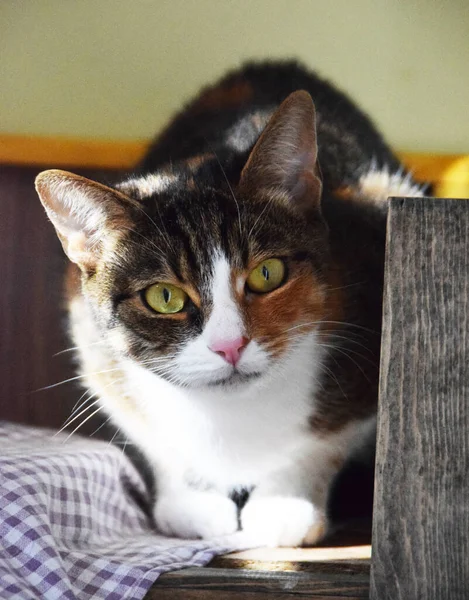 Retrato Adorable Gato Multicolor — Foto de Stock