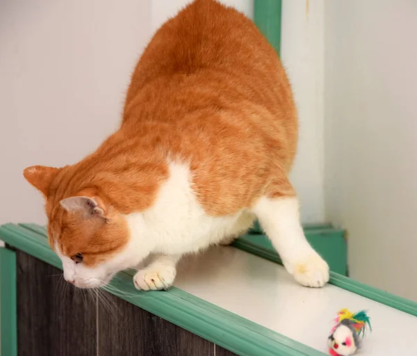 Portré Egy Imádnivaló Narancssárga Macska Játszik Ablakpárkányon — Stock Fotó
