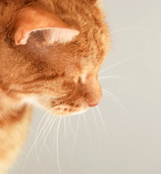 Egy Imádnivaló Narancssárga Macska Portréja — Stock Fotó