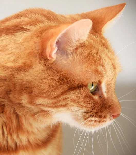 Retrato Adorable Gato Naranja — Foto de Stock