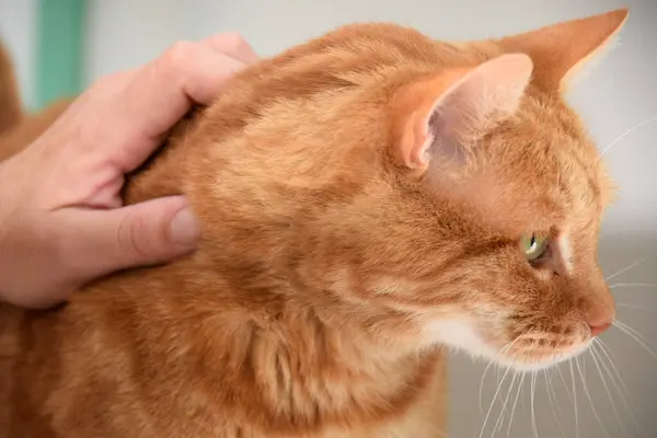 Persona Jugar Con Adorable Naranja Gato —  Fotos de Stock