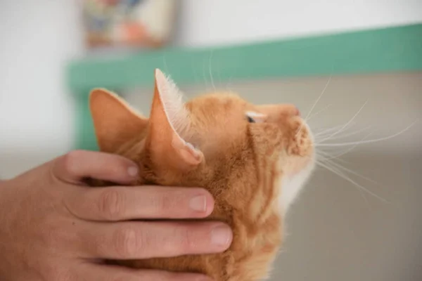 Osoba Hraje Rozkošnou Oranžovou Kočkou — Stock fotografie