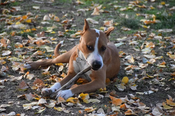 Amerikanischer Staffordshire Terrier Spielt Mit Einem Stock — Stockfoto