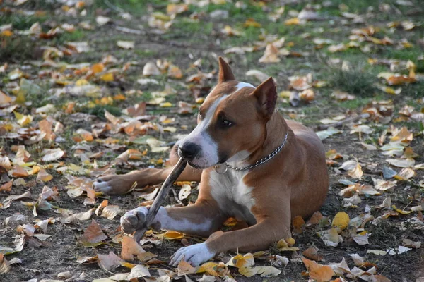 Amerikai Staffordshire Terrier Játszik Egy Bottal — Stock Fotó