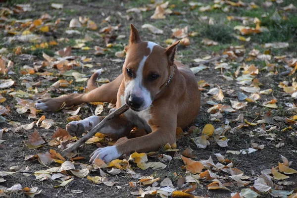American Staffordshire Terrier Playing Stick — Stock Photo, Image