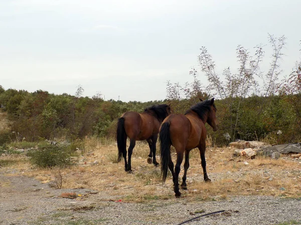 Belos Cavalos Correndo Longo Estrada Rural — Fotografia de Stock