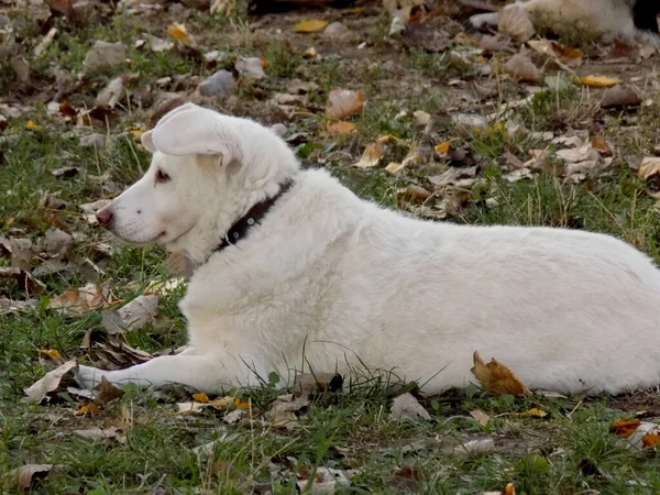 Retriever Hund Liegt Auf Dem Rasen — Stockfoto