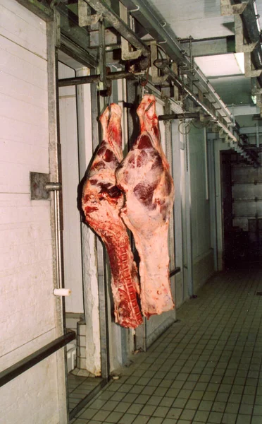 Aan Haken Van Het Slachthuis Opgehangen Geslachte Dieren — Stockfoto