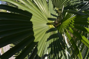 Chamaerops ailesinden bir palmiye yaprağının detayları.