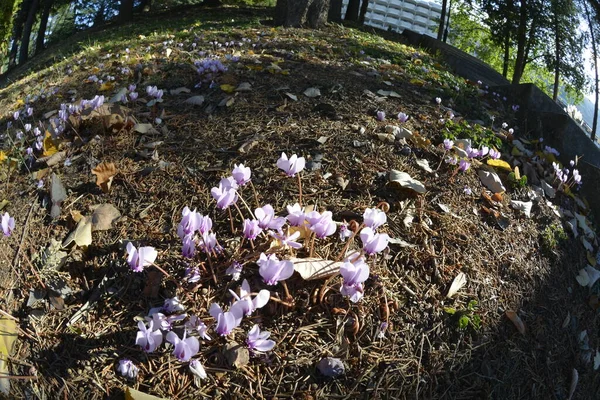 Ciclamen Florecen Otoño Sombra Árboles Hoja Caduca Coníferas —  Fotos de Stock