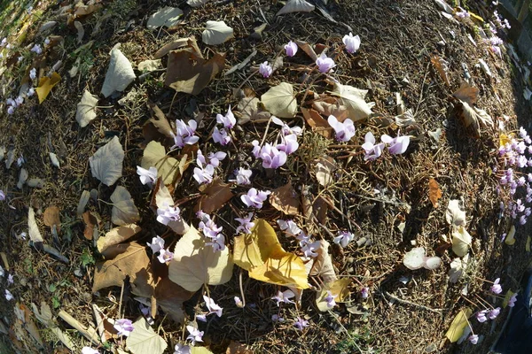 Siklamanlar Sonbaharda Yaprak Döken Kozalaklı Ağaçların Gölgesinde Çiçek Açar — Stok fotoğraf