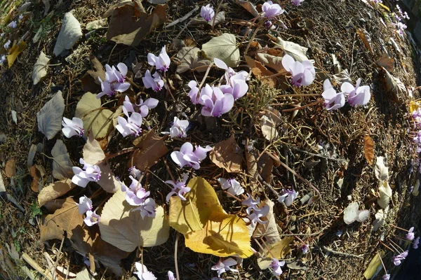 Siklamanlar Sonbaharda Yaprak Döken Kozalaklı Ağaçların Gölgesinde Çiçek Açar — Stok fotoğraf