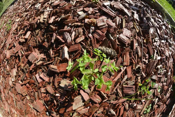 Молодые Растения Защищены Течение Зимы Помещая Мульчу Вокруг — стоковое фото
