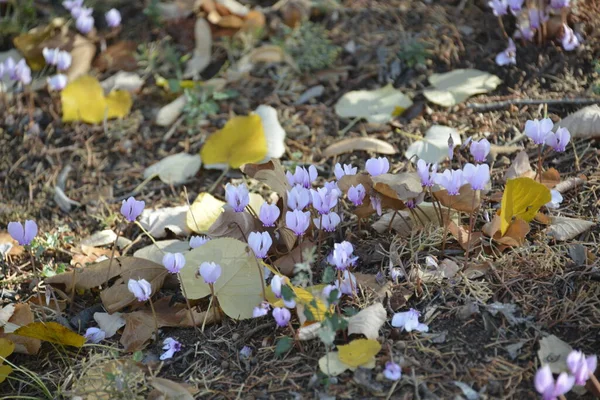 Ciclamen Florecen Otoño Sombra Árboles Hoja Caduca Coníferas — Foto de Stock