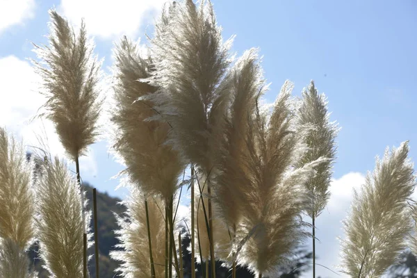 Cortaderia selloana otundan büyük, beyaz kulaklar