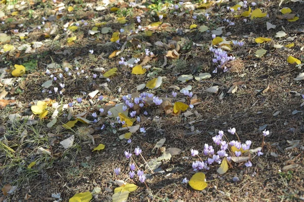 Cyclamen Bloom Autumn Shade Deciduous Coniferous Trees — Stock Photo, Image