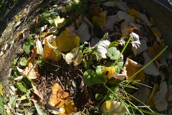 Frische Grüne Kräuter Wachsen Herbst Schatten Von Laub Und Nadelbäumen — Stockfoto
