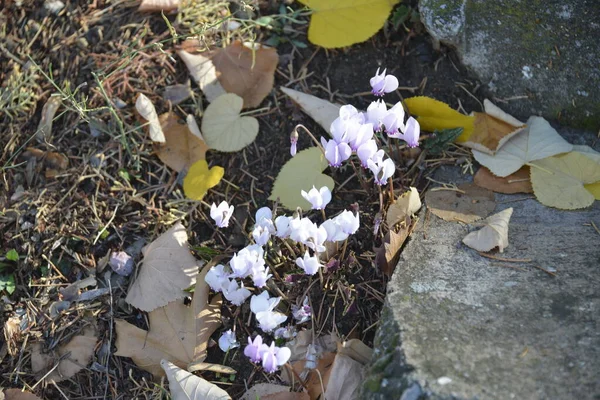 Cyclamen ดอกไม ในฤด ใบไม วงในร มเงาของต นไม ใบและต นสน — ภาพถ่ายสต็อก