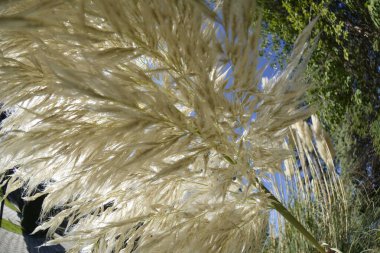 Cortaderia selloana otundan büyük, beyaz kulaklar