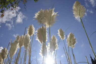 Cortaderia selloana otundan büyük, beyaz kulaklar