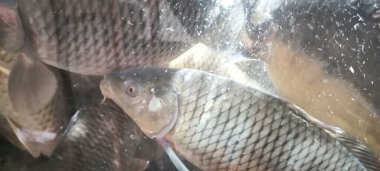 Balık dükkanının vitrininde sazanlar