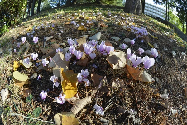 Cyclamen Ανθίζουν Φθινόπωρο Στη Σκιά Των Φυλλοβόλων Και Κωνοφόρων Δέντρων — Φωτογραφία Αρχείου