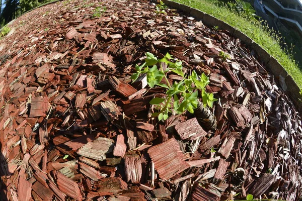 Junge Pflanzen Werden Winter Durch Mulch Geschützt — Stockfoto
