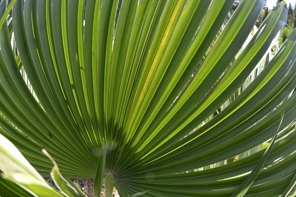 Detail Palm Leaf Chamaerops Family — Stock Photo, Image