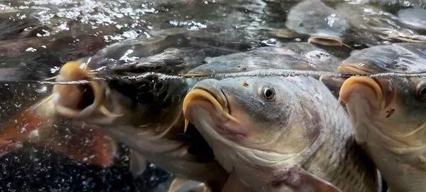 Balık dükkanının vitrininde sazanlar