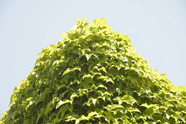 Зеленый Забор Листьев Естественного Ползучего Дерева — стоковое фото