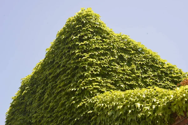 Grüner Zaun Aus Natürlichen Schlingpflanzen — Stockfoto