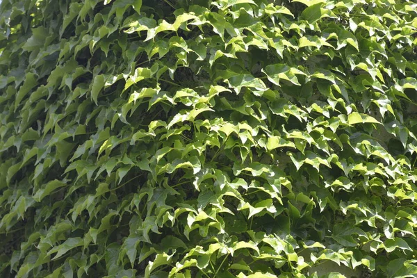 Зеленый Забор Листьев Естественного Ползучего Дерева — стоковое фото