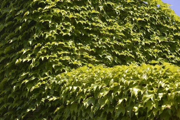 Grüner Zaun Aus Natürlichen Schlingpflanzen — Stockfoto