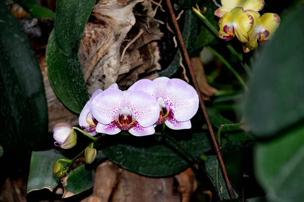 Kvetoucí Orchidej Květiny Beautiful Květen — Stock fotografie