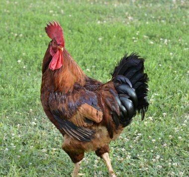 Arka bahçedeki çimlerde horoz